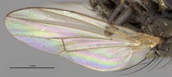 Media type: image;   Entomology 11131 Aspect: front wing